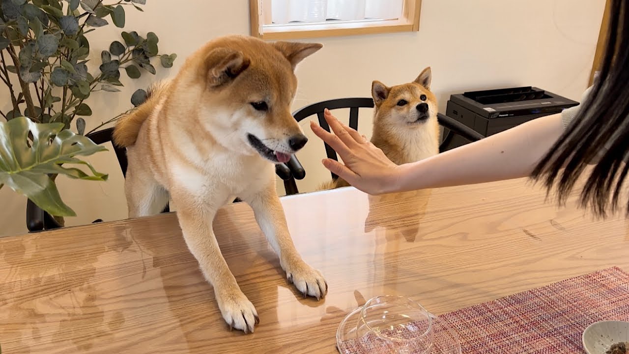 自宅カフェをオープンしたらご馳走を目の前に落ち着かない客とその横でキレる客が可愛すぎました…