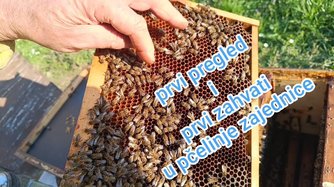 Prvi pregledi i prvi zahvati u pčelinje zajednice