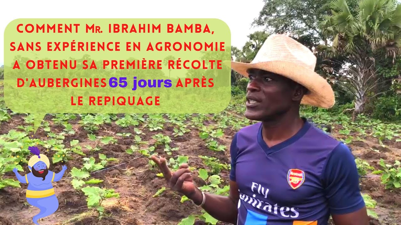 La première expérience réussie d'un agronome débutant dans la culture de l'aubergine !