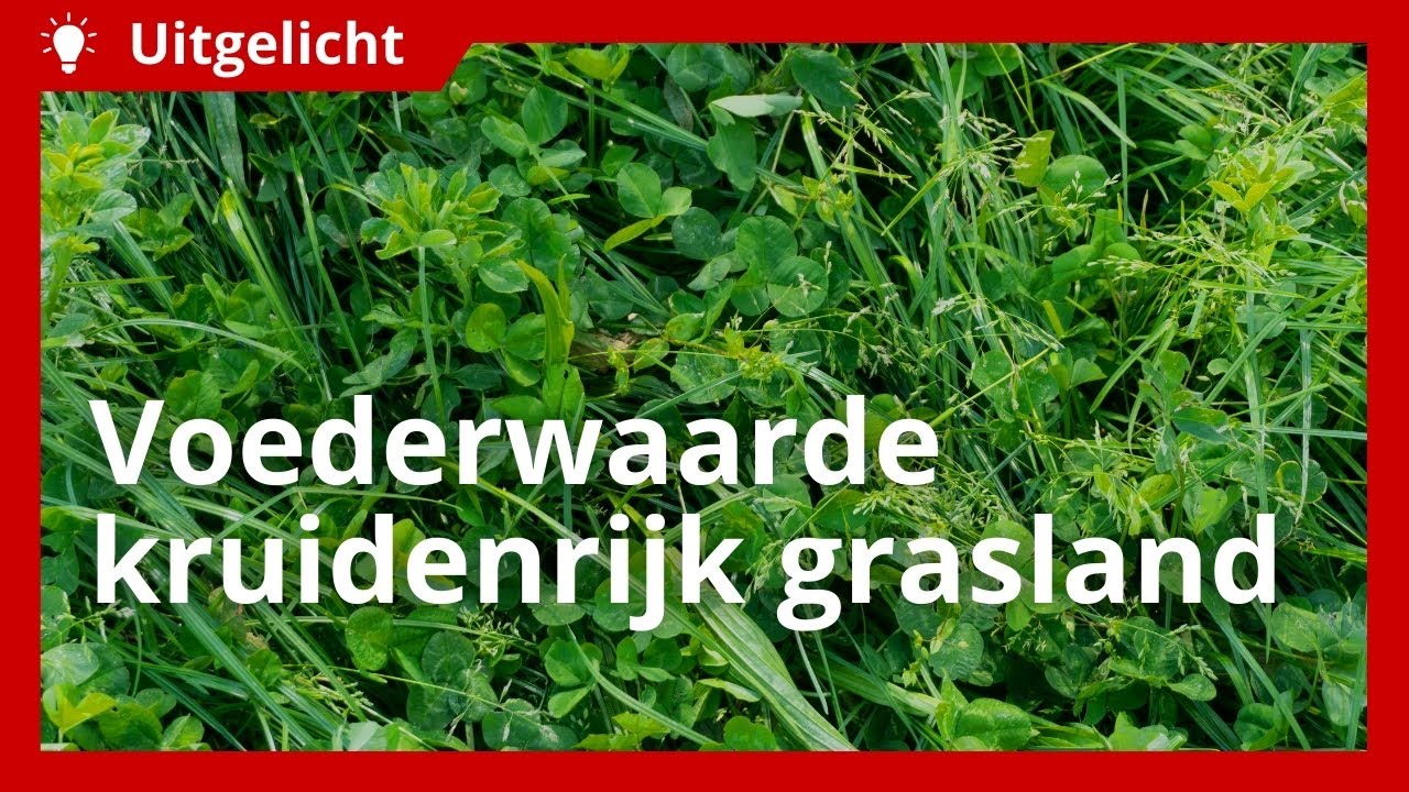 Uitgelicht | De voederwaarde van kruidenrijk grasland
