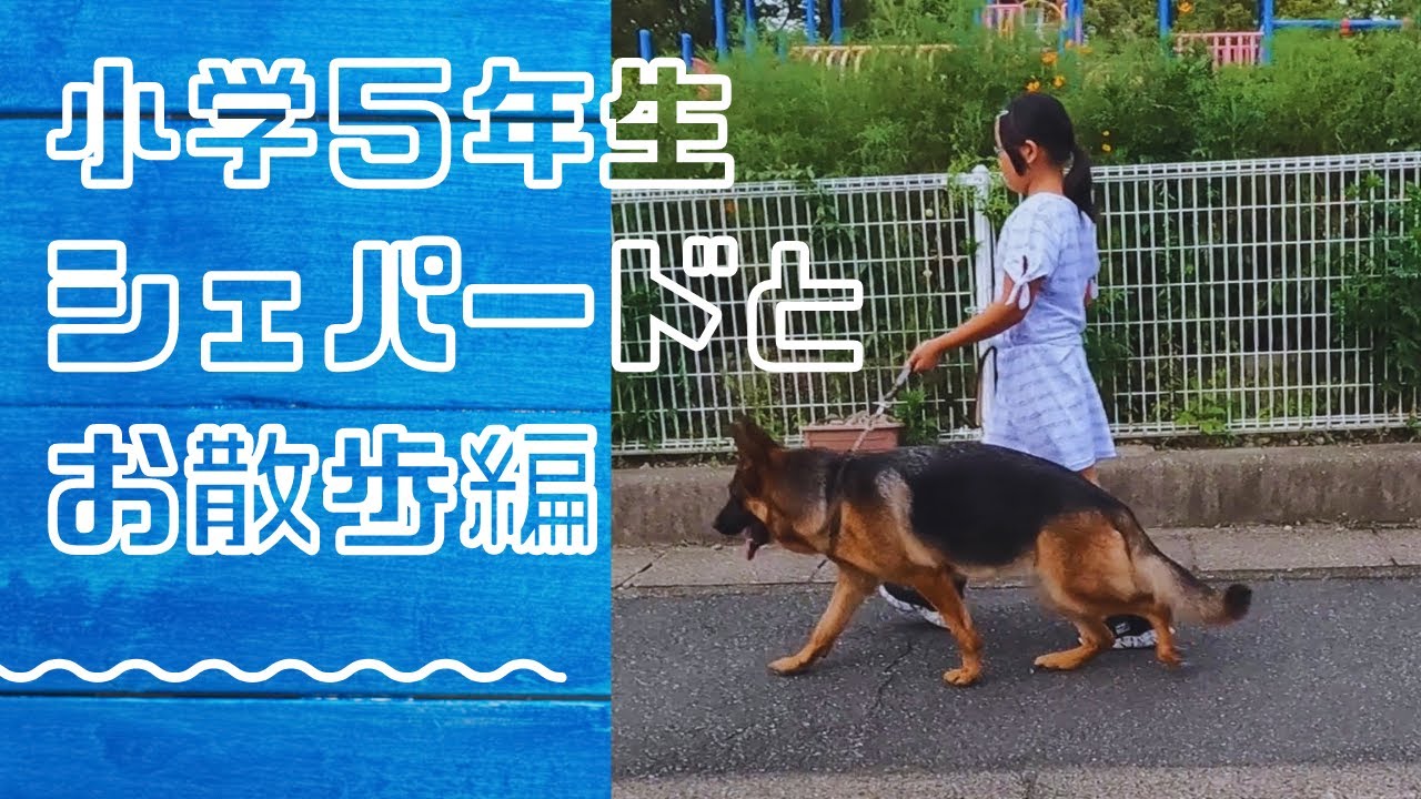 小学5年生でも散歩バッチリ！ジャーマンシェパード