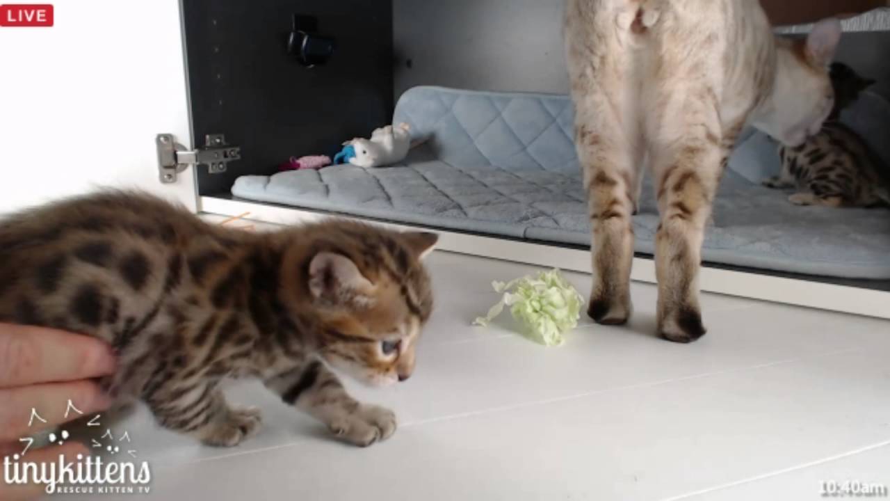 Tiny Kittens Shellys morning visit w Felicity & kittens & floor time