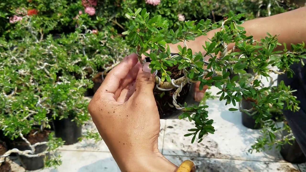 linh sam mini và những điều cần lưu ý || 0933.368.532