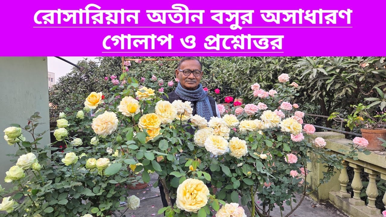 রোজারিয়ান অতীন বসুর অসাধারণ গোলাপ ও প্রশ্নোত্তর||Beautiful Rose And Variety Of Rosarian Atin Basu||