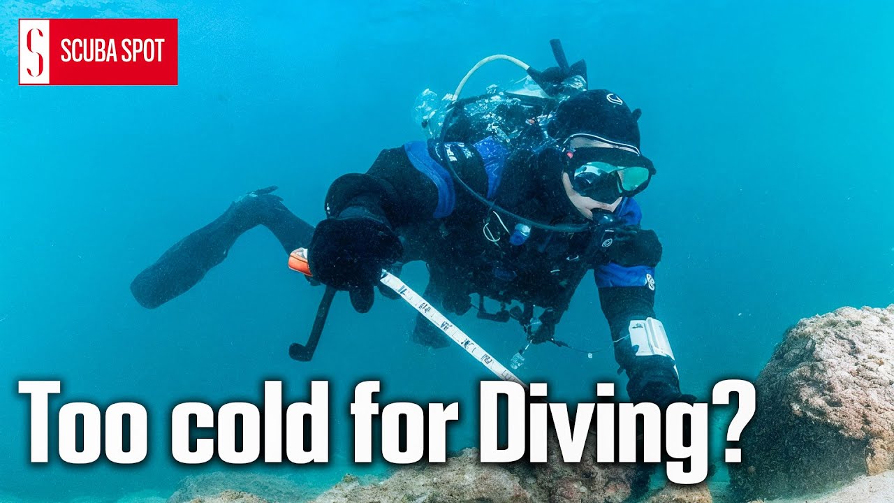 Winter Diving in Sesimbra: Discover the Beauty of Ba&iacute;a da Arma&ccedil;&atilde;o