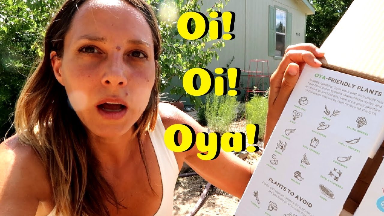 People Try Gardening With Oyas (Ollas) For the First Time!