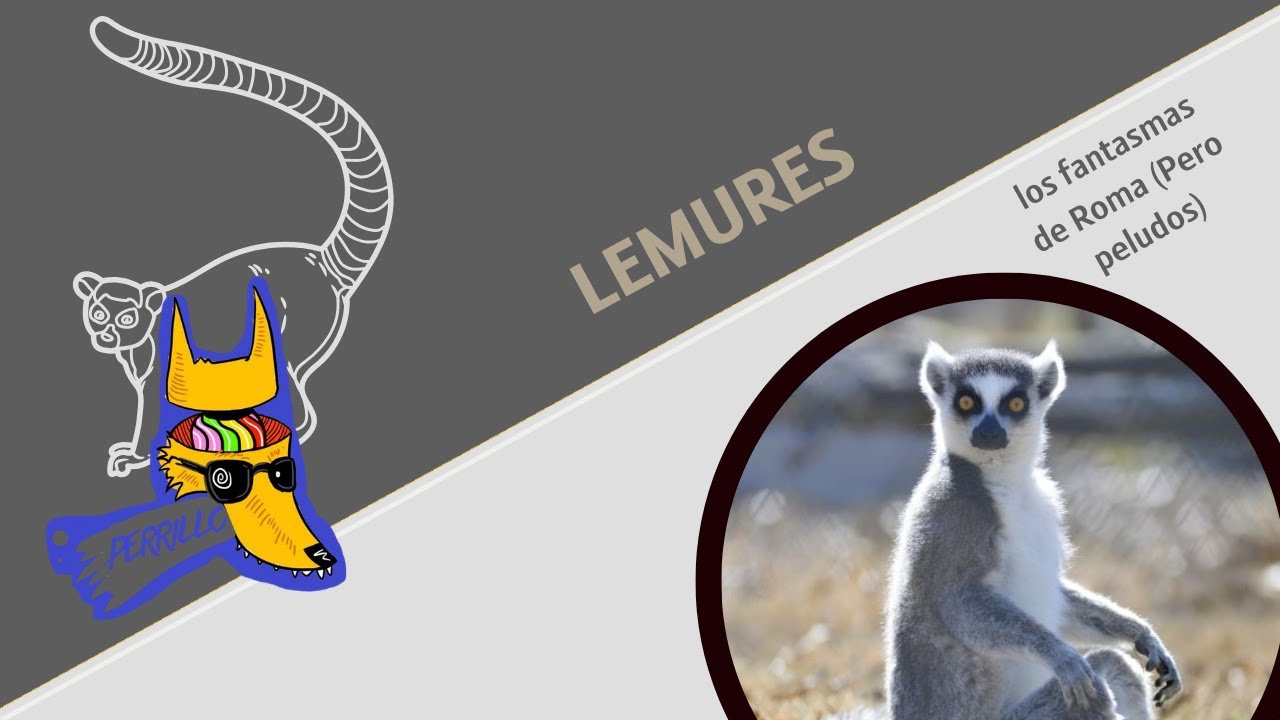 L&eacute;mures: Los hippies hediondos m&aacute;s antiguos | Ep 130| CULTURA COLMILLUDA