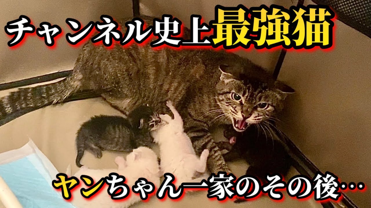 人慣れゼロの妊婦猫と家で産まれたおチビ達がこうなりました。【保護猫】