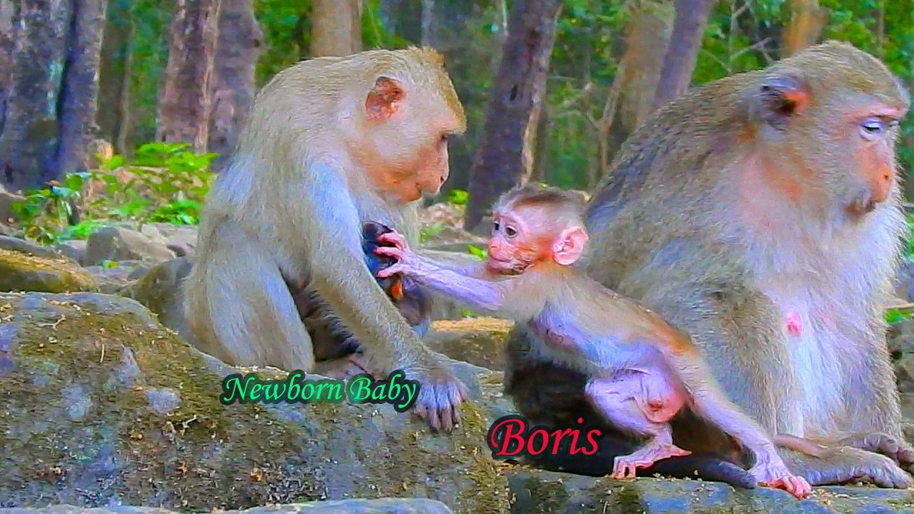 Breaking News || Boris is falling in love with his newborn nephew