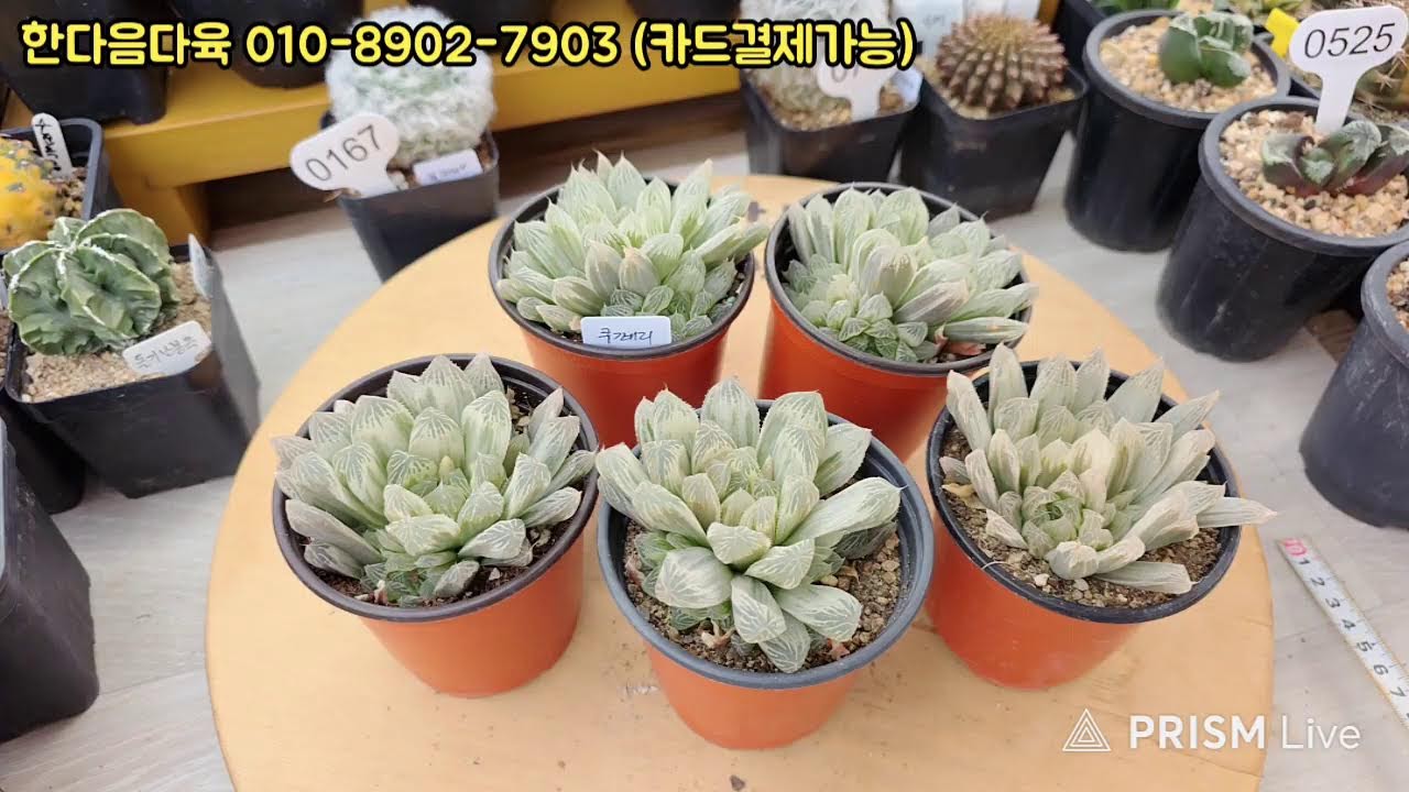 한마음다육 라이브 방송