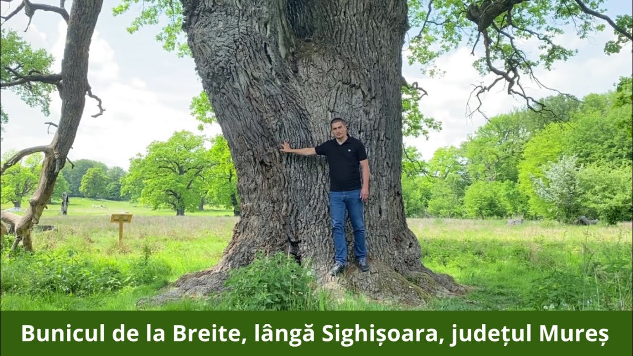 Bunicul de la Breite, lângă Sighișoara (județul Mureș)