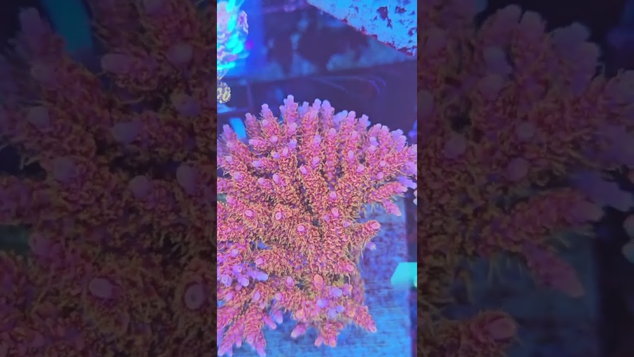 POTO Rainbow Dash is making a comeback. #coralreeftank #aquarium #reeflife #spscorals #reef