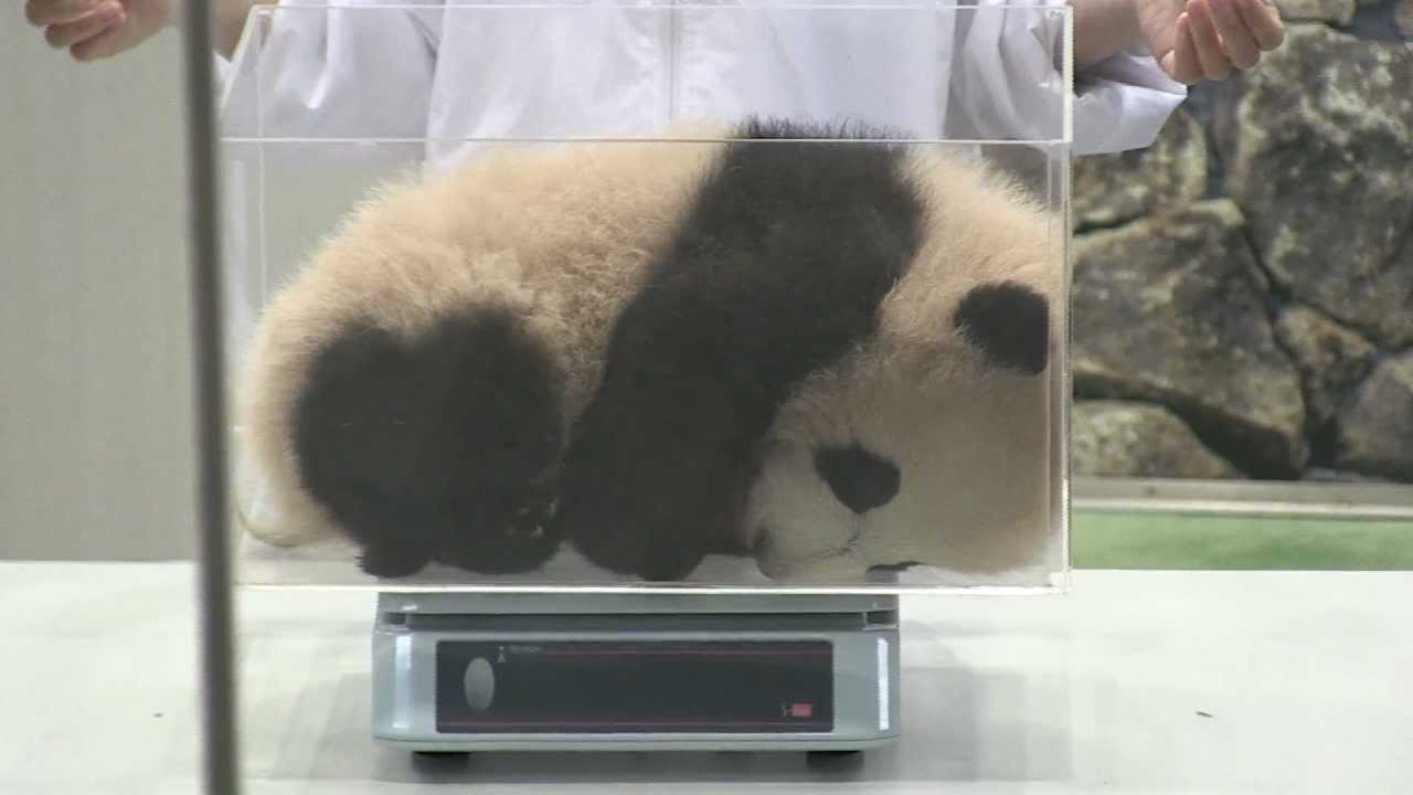 ☆優浜の体重測定☆　赤ちゃんパンダ　アドベンチャーワールド