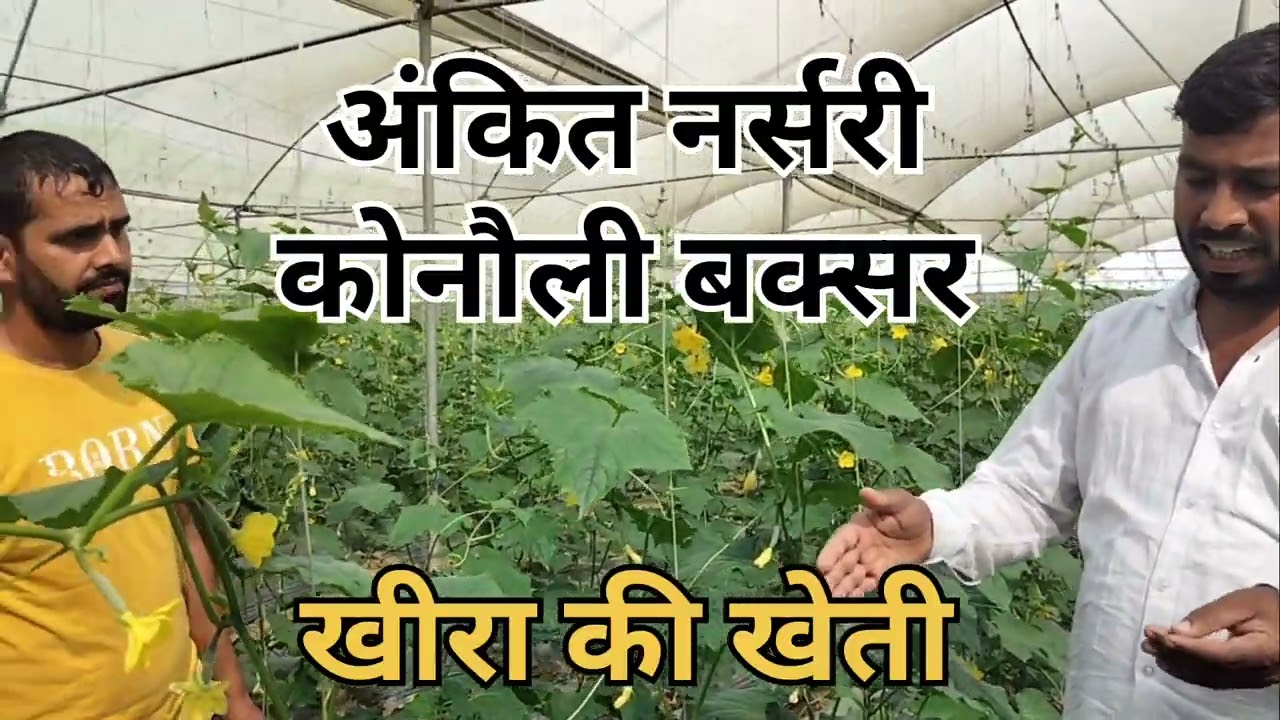 खीरा की इस वैरायटी से लाखो की कमाई  #cucumber #खीरा #polihouse #agriculture #kisan #viralvideo #खेती