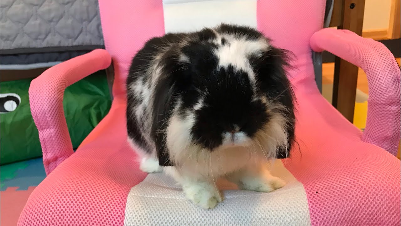 Trying to eat berries in the same room as my rabbit 🤦🏻‍♀️😂😂