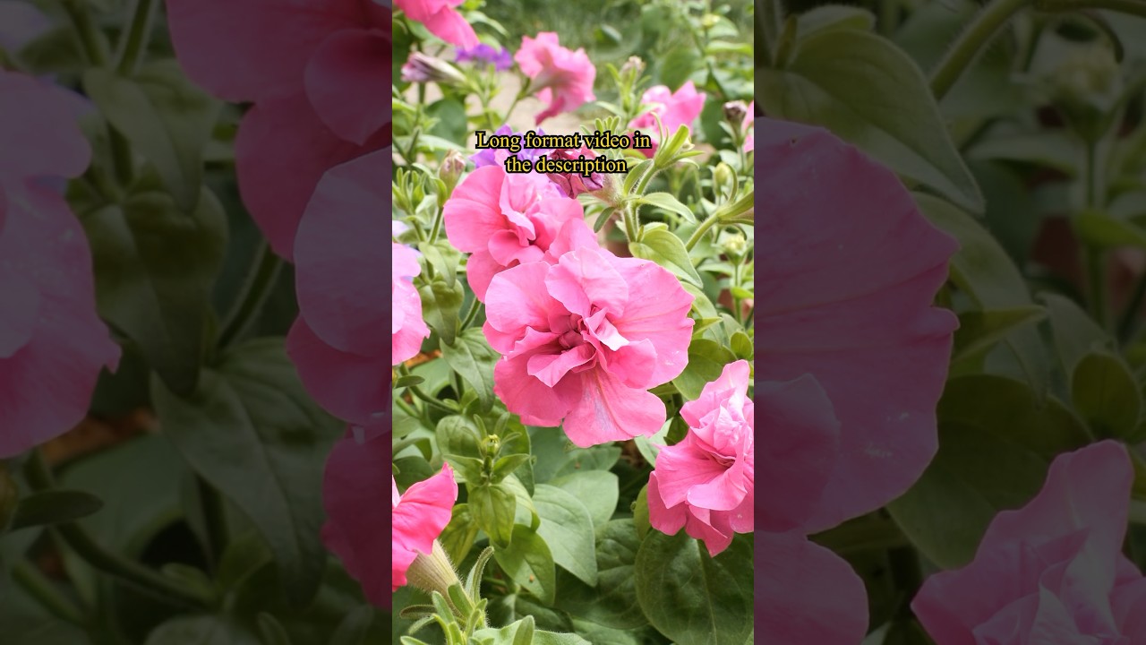 Growing Petunia Flowers from Seed - in pots and planters