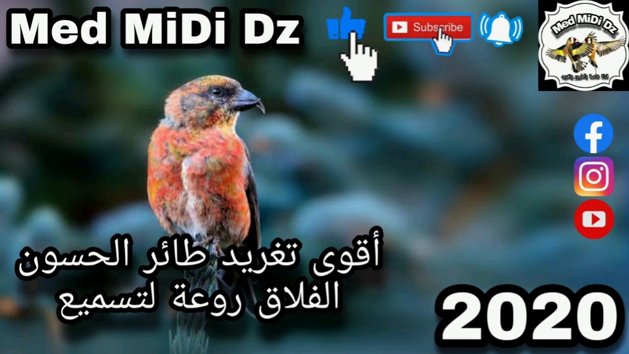 أقوى تغريد طائر الهزاز الحسون الفلاق روعة لتسميع الفراخ