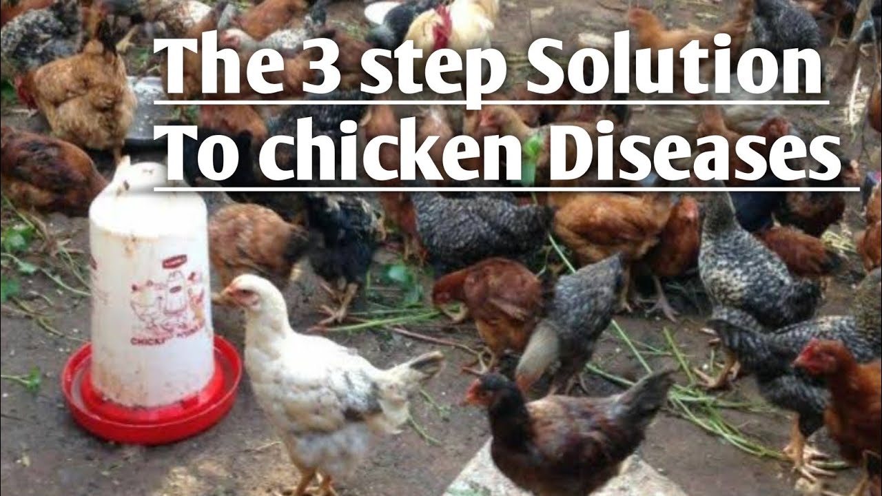 How To Treat Chicken Diseases With 3 Simple (Steps)