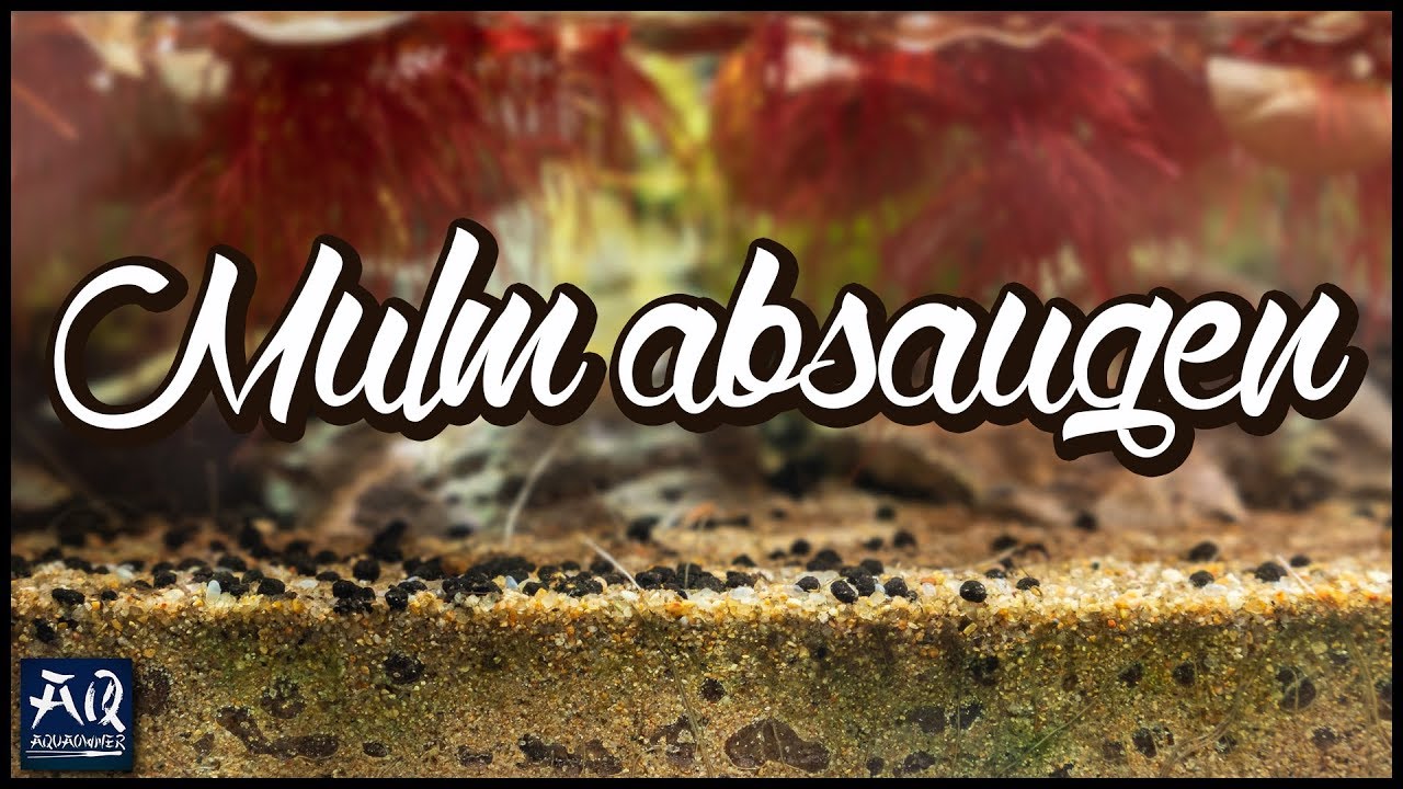 Mulm richtig absaugen (Nur so und nicht anders!) | AquaOwner Pro Tipp