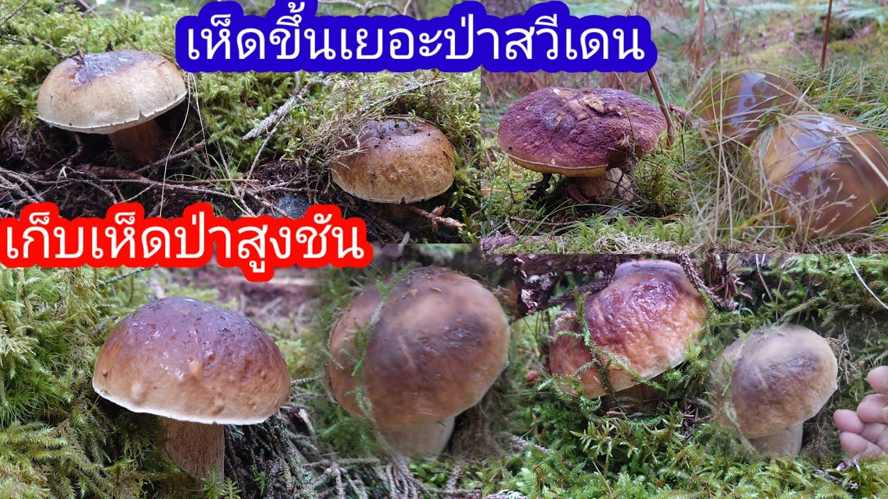 เก็บเห็ดผึ้งหวานป่าสวีเดนเขาสูงชันมากแต่เก็บฟินมาก