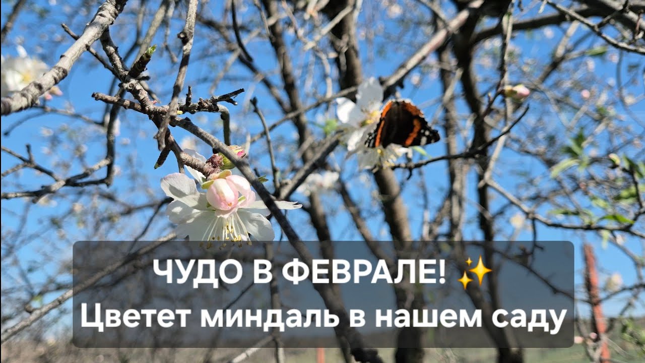 Кормлю кур и готовлю оливковое масло на заказ  #турция #измир #оливковоемасло #яйца #куры #деревня