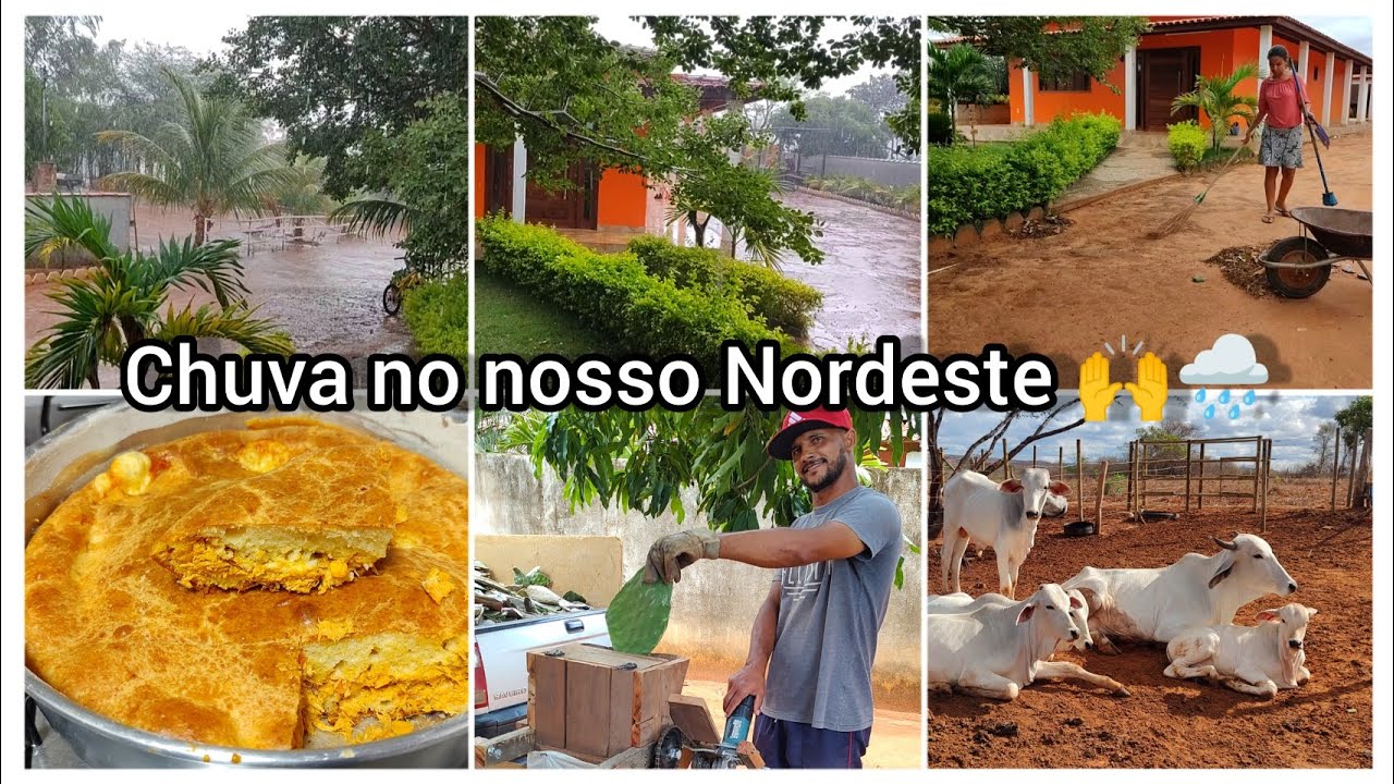 A chuva chegou no Nordeste 🙌🌧️fiz torta de frango// cortando Palma com segurança//Rotina na roça