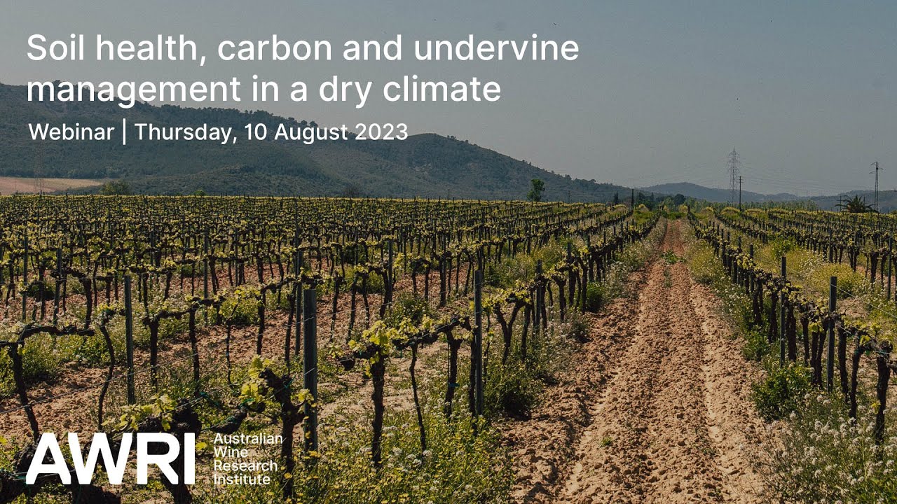 Soil health, carbon and undervine management in a dry climate