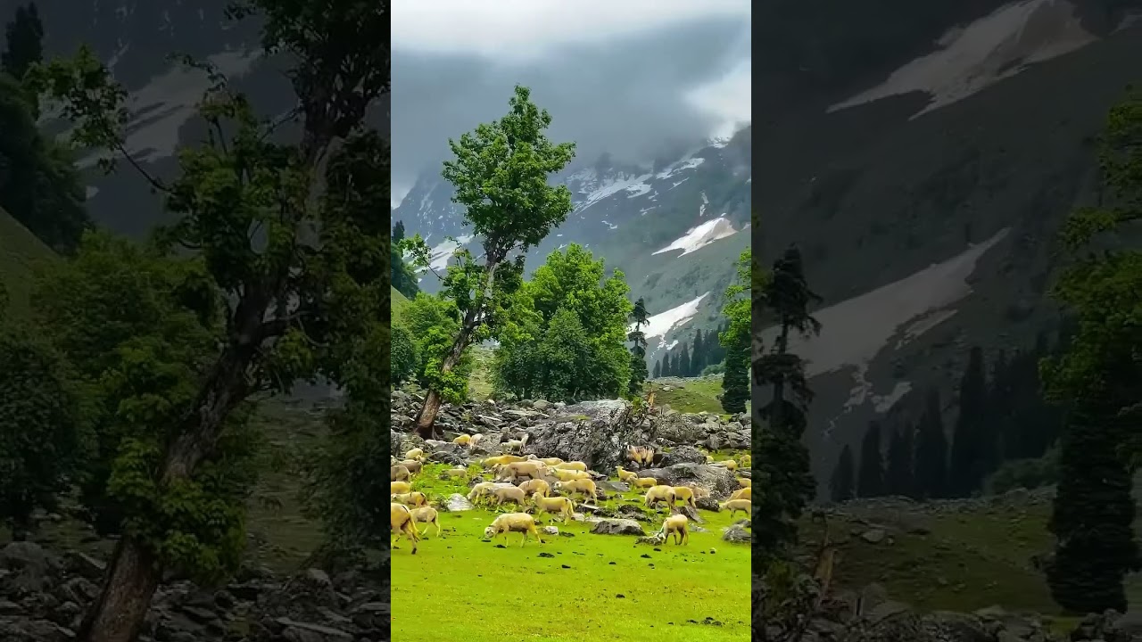 JANNATE KASHMIR🏔️❤️ #kashmirtravel#mountains #trendingshorts #gurezvalley #sonmarg #nature #love