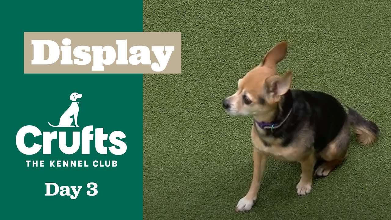 The Fastest Pups! 🐶 Hoopers Display Part Two | Crufts 2025