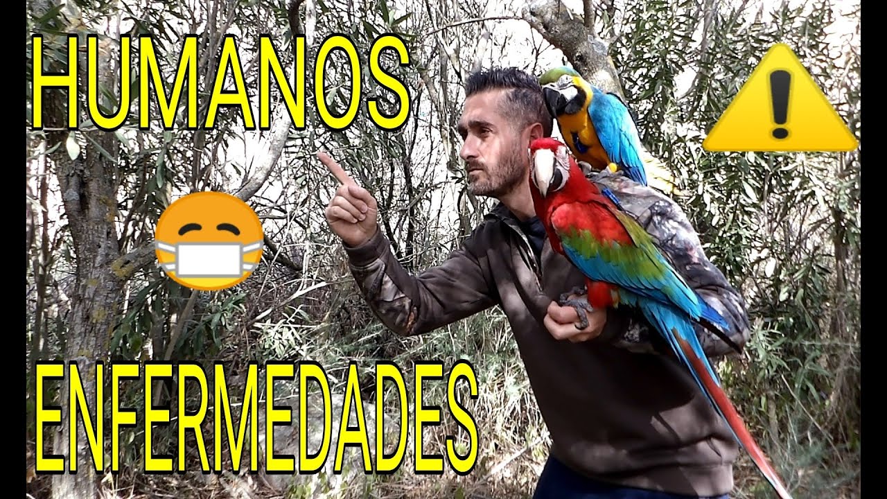 ⚠ ENFERMEDADES de LOROS Y AVES que pueden CONTAGIAR a los HUMANOS 😷