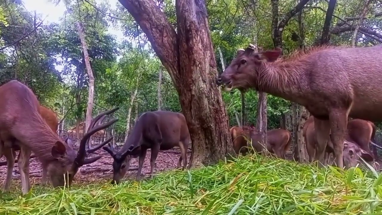 Many animals are eating