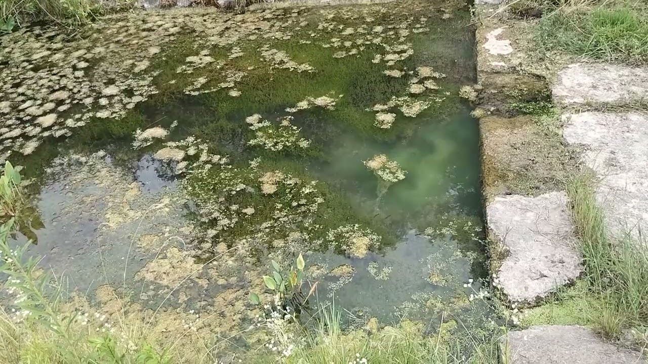 Tiny pond full of life during heatwave in Hungary #nature #rurallife #pondlife
