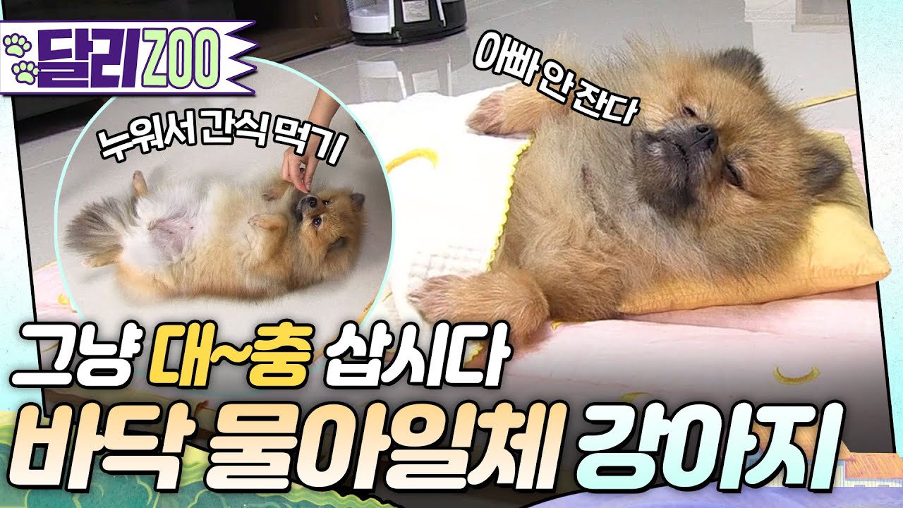 [🐕#달리ZOO] 강아지가 이렇게 게을러도 됨? 무조건 누워서 해결하는 역대급 강아지 등장! 바닥과 한 몸이 된 오쏠이🐶 #TV동물농장 #달리 #DALI