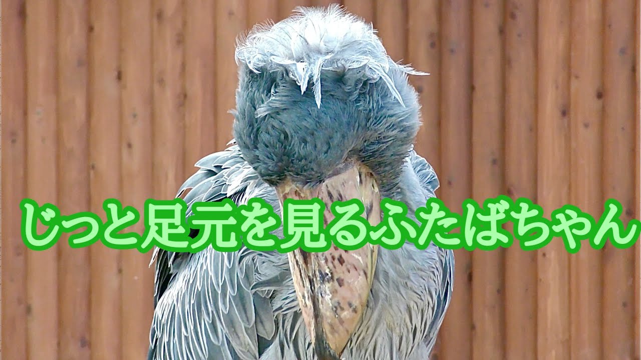 ハシビロコウ　ふたばちゃん　足元をじっと見ています【掛川花鳥園】Shoebill Futaba-chan Kakegawa Garden 