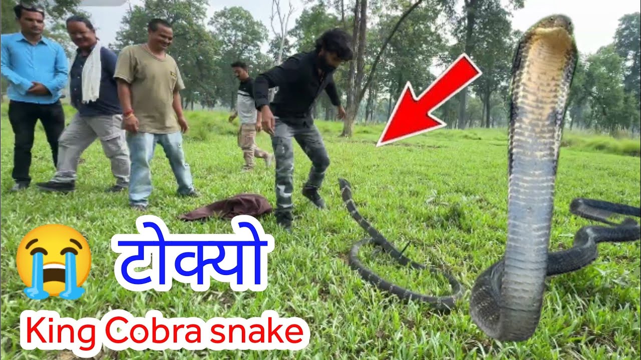 🐍 😭 King Cobra snake किंग कोब्रा सर्प समाउँदा भयो ठूलो घटना Murliwale hausala in Nepal