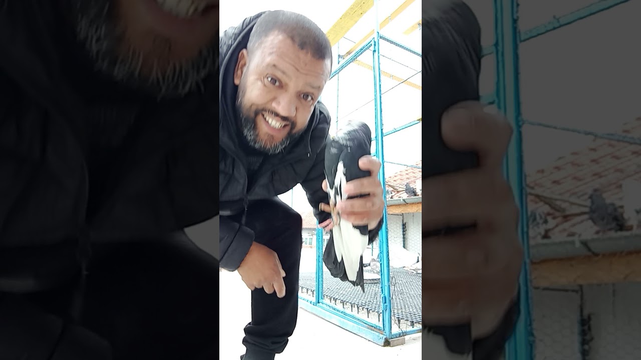 ВЪТРЕШНО И ВЪНШНО ОБЕЗПАРАЗИТЯВАНЕ НА ГЪЛЪБИ.🏆🇧🇬🕊️🕊️