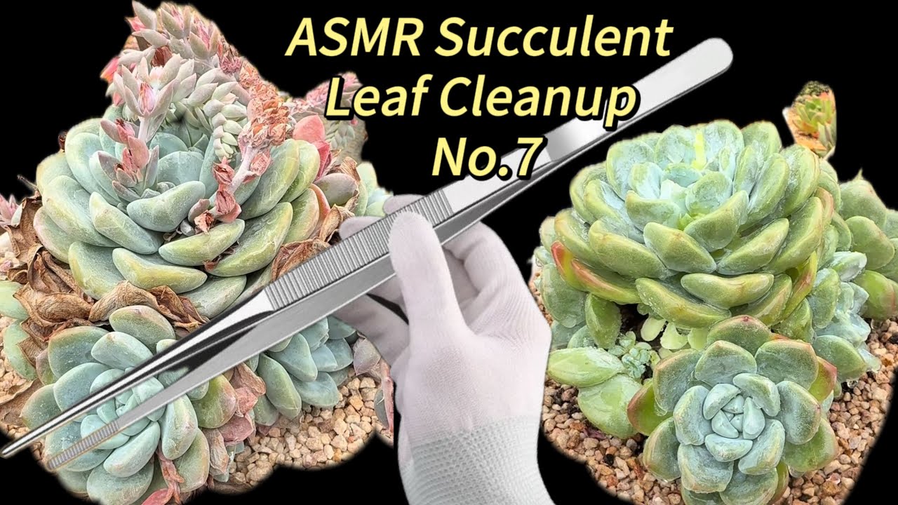 ASMR Succulent Leaf Cleanup No.7 | Relaxing