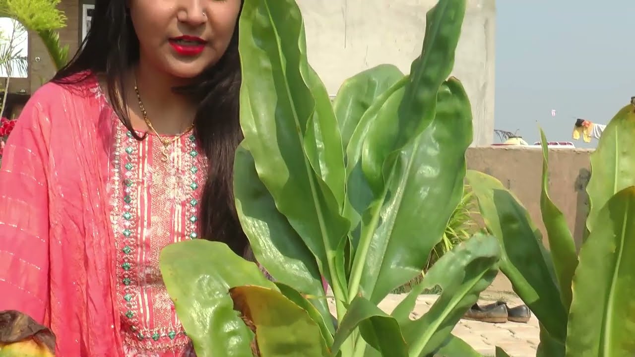 How to Save Football Lily Bulb