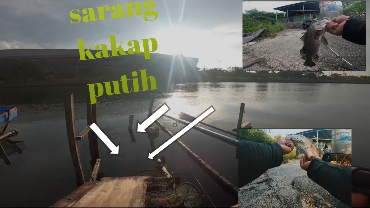 spot viral❗❗mancing kakap putih tepat di sarangnya @bom bom channel