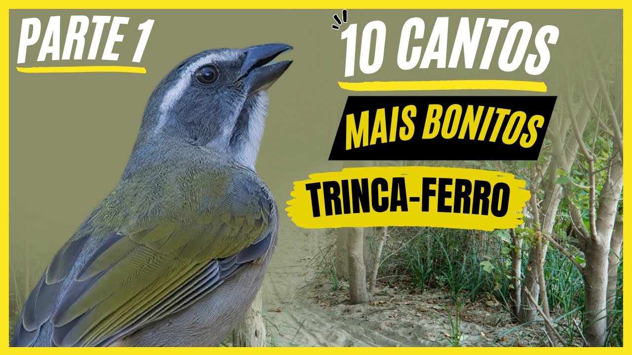 TOP 10: Cantos De 