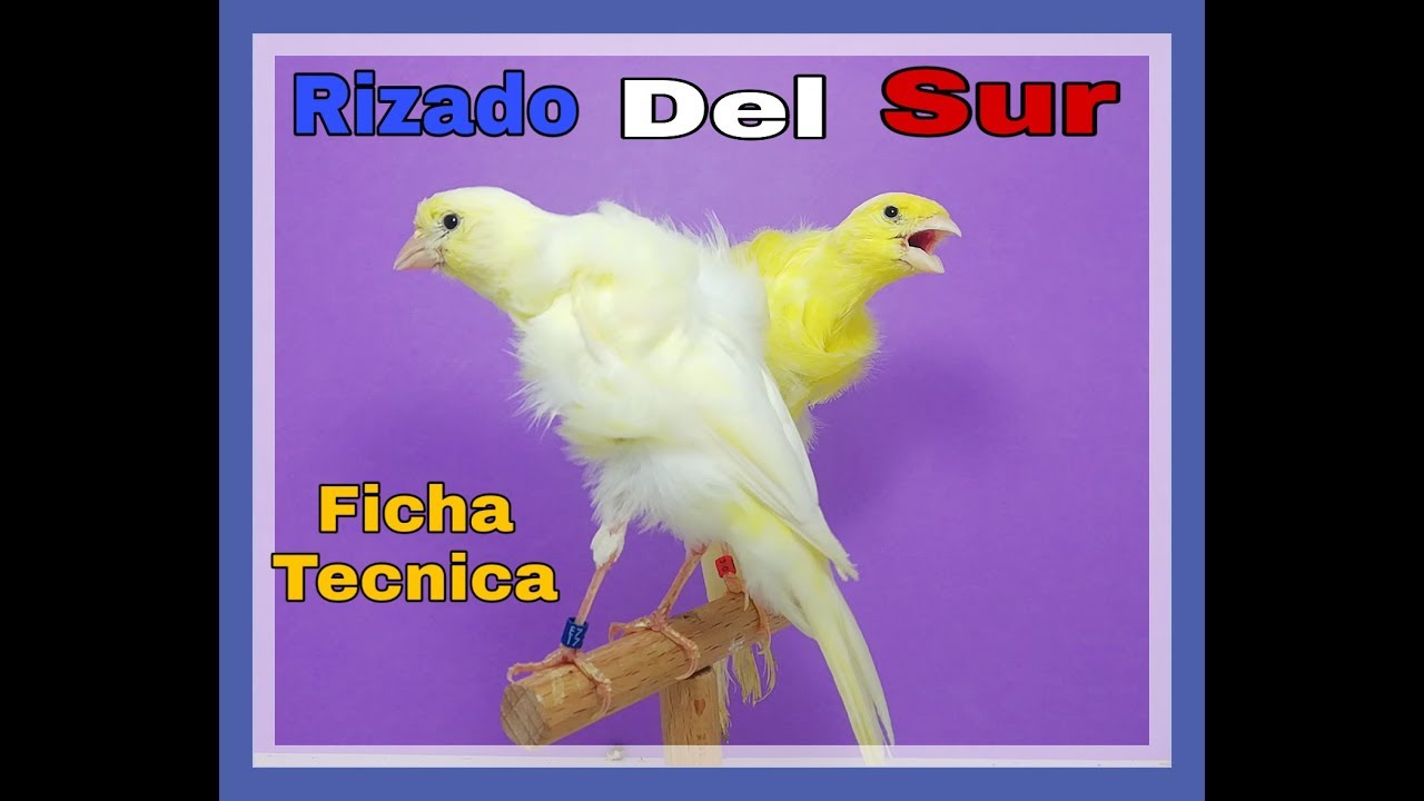 rizado del sur ficha tecnica