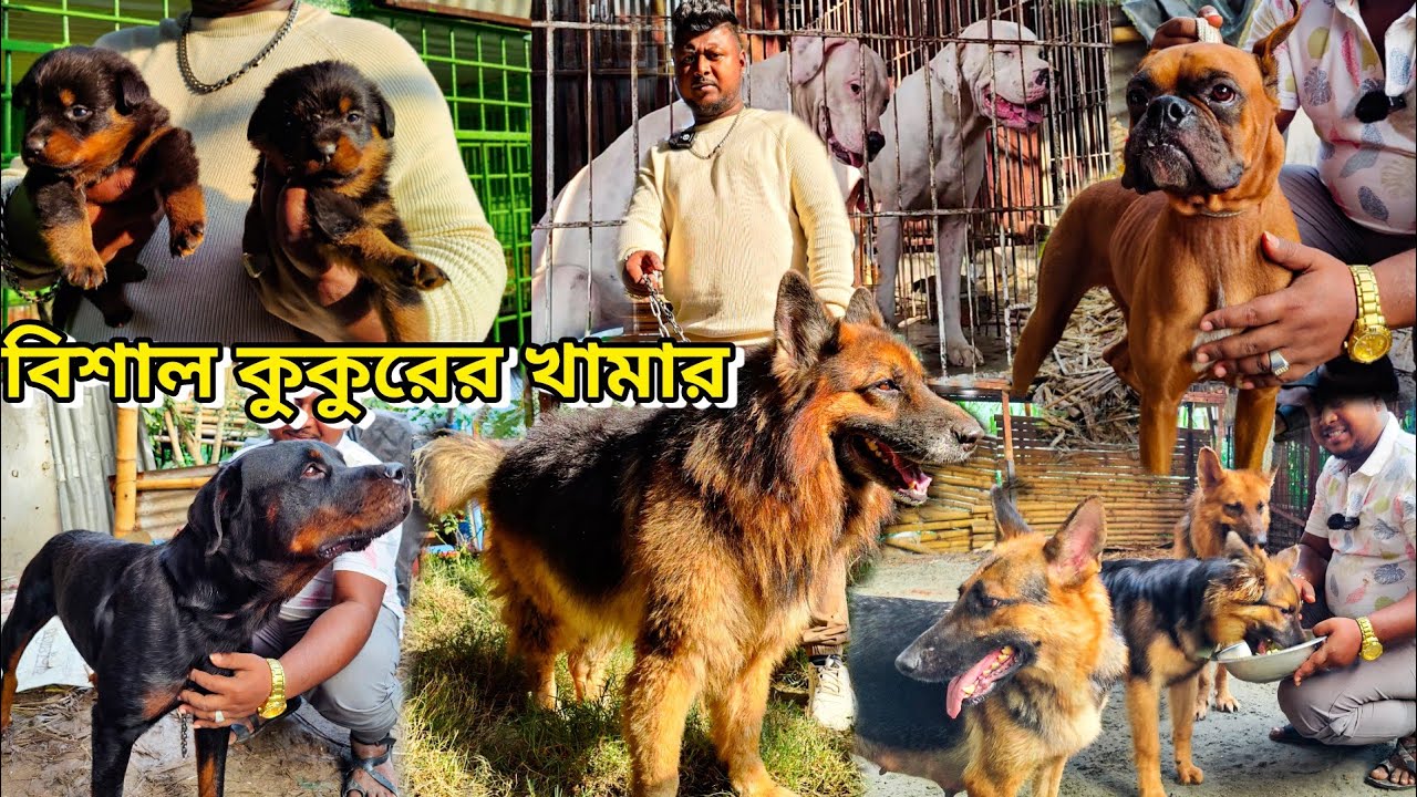 বাংলাদেশে কুকুরের খামার_সবচেয়ে কম দামে কুকুর_Biggest German Shepherd, Rottweiler Baby_Dog Farm BD