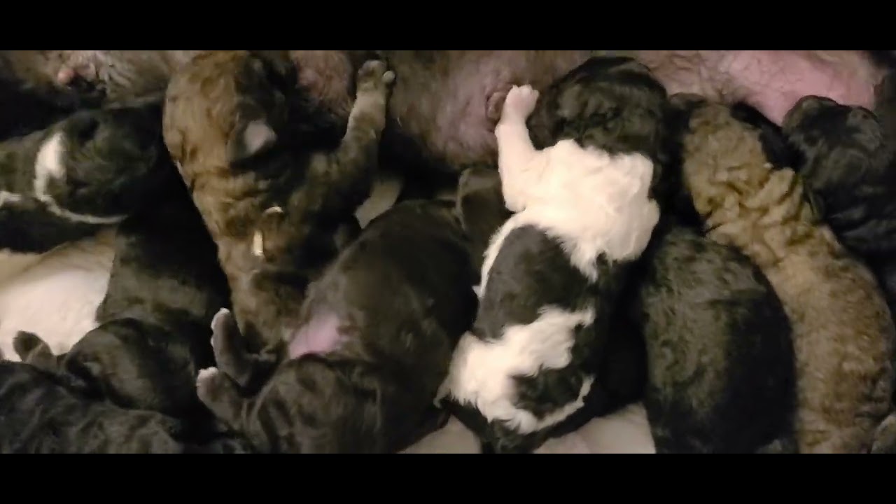 INDIGO/AERO puppies nursing, 4 days old. 
