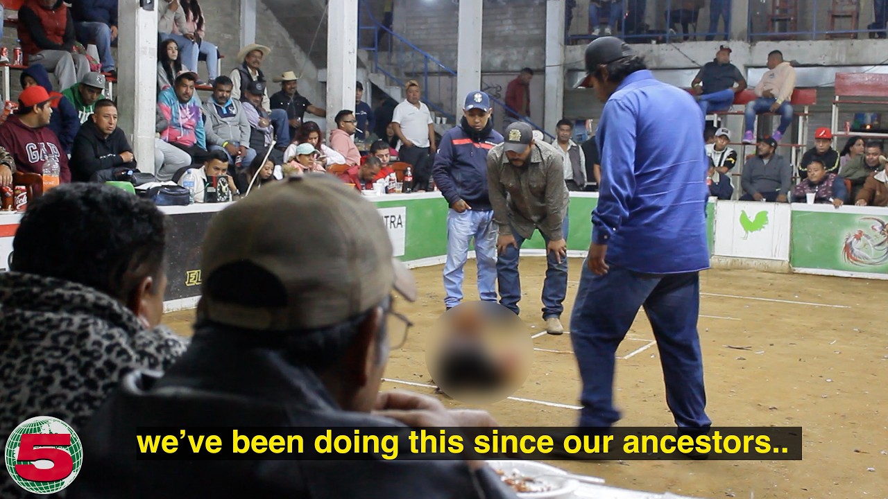 The Brutal Cockfights of Rural Mexico