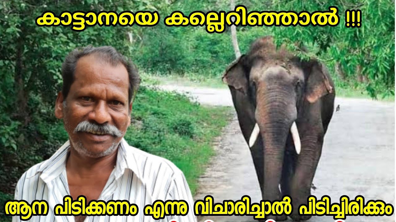 കാട്ടാനയെ കല്ലെറിഞ്ഞാൽ !!! കാട്ടനയിടഞ്ഞാൽ രക്ഷപെടാനുള്ള ചില മാർഗങ്ങൾ അനുഭവത്തിൽനിന്നും