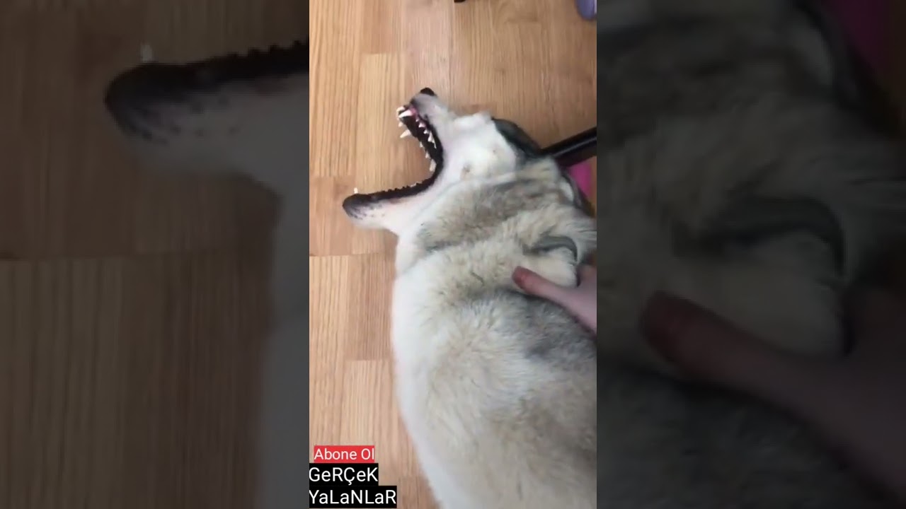 Epilepsi Geçiren Köpek 