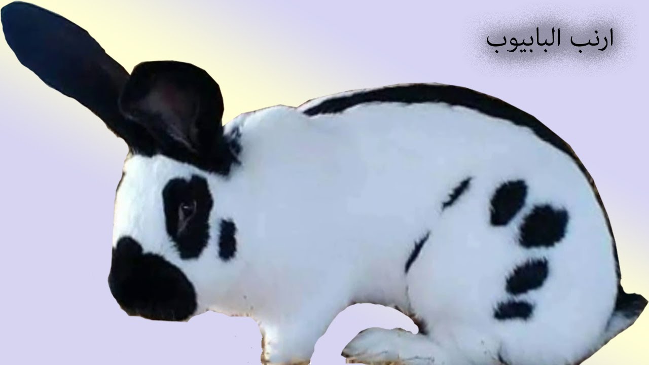 ارانب البابيون الانجليزي