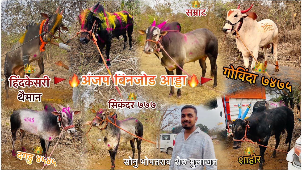 अंजप चा अड्डा भरला फुल्लं🔥टॅाप चे नंदी आड्डयात👑 मोठ्या मोठ्या शर्यती जमल्या🔥🚩#bailgadasharyat 