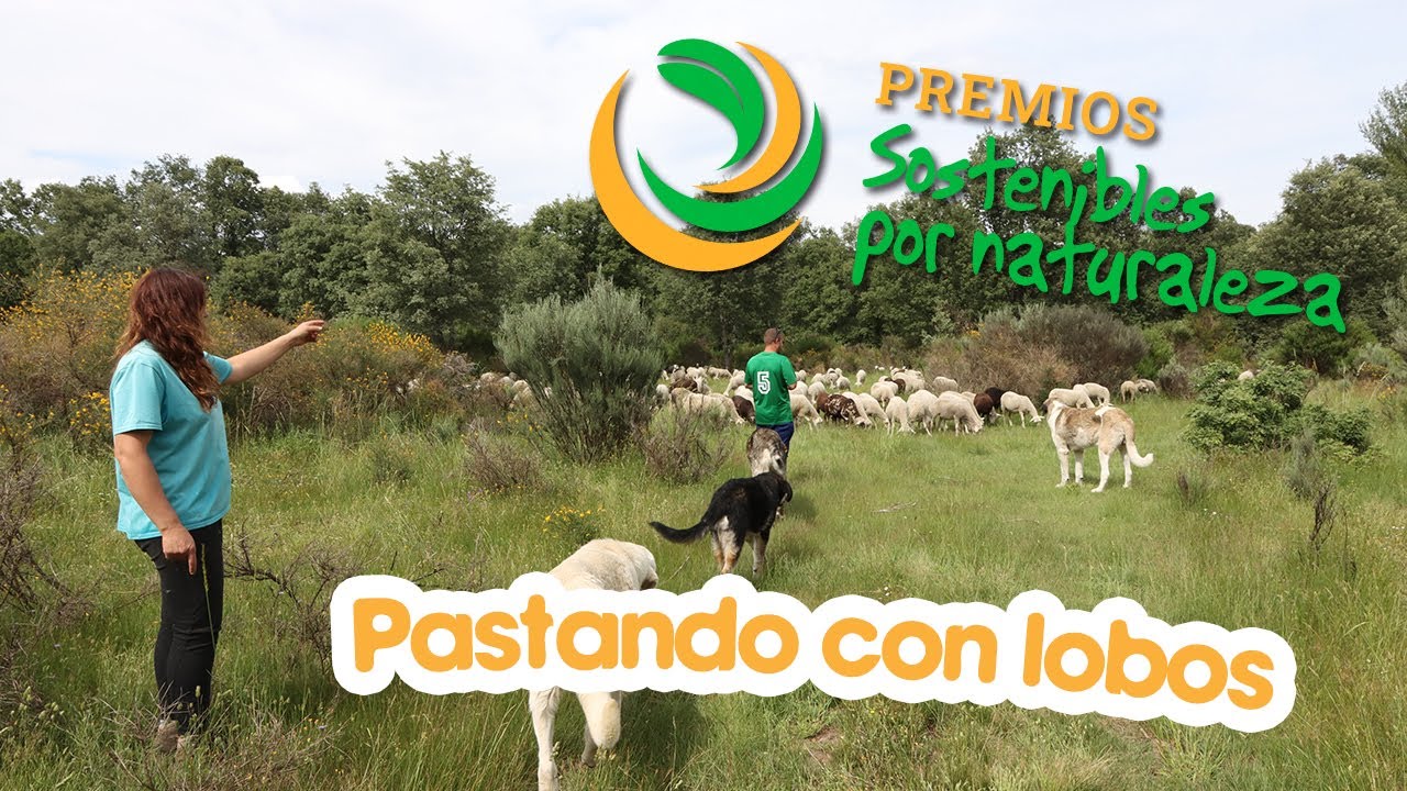 Pastando con Lobos, una familia de ganaderos en la zona de máxima presencia de lobos