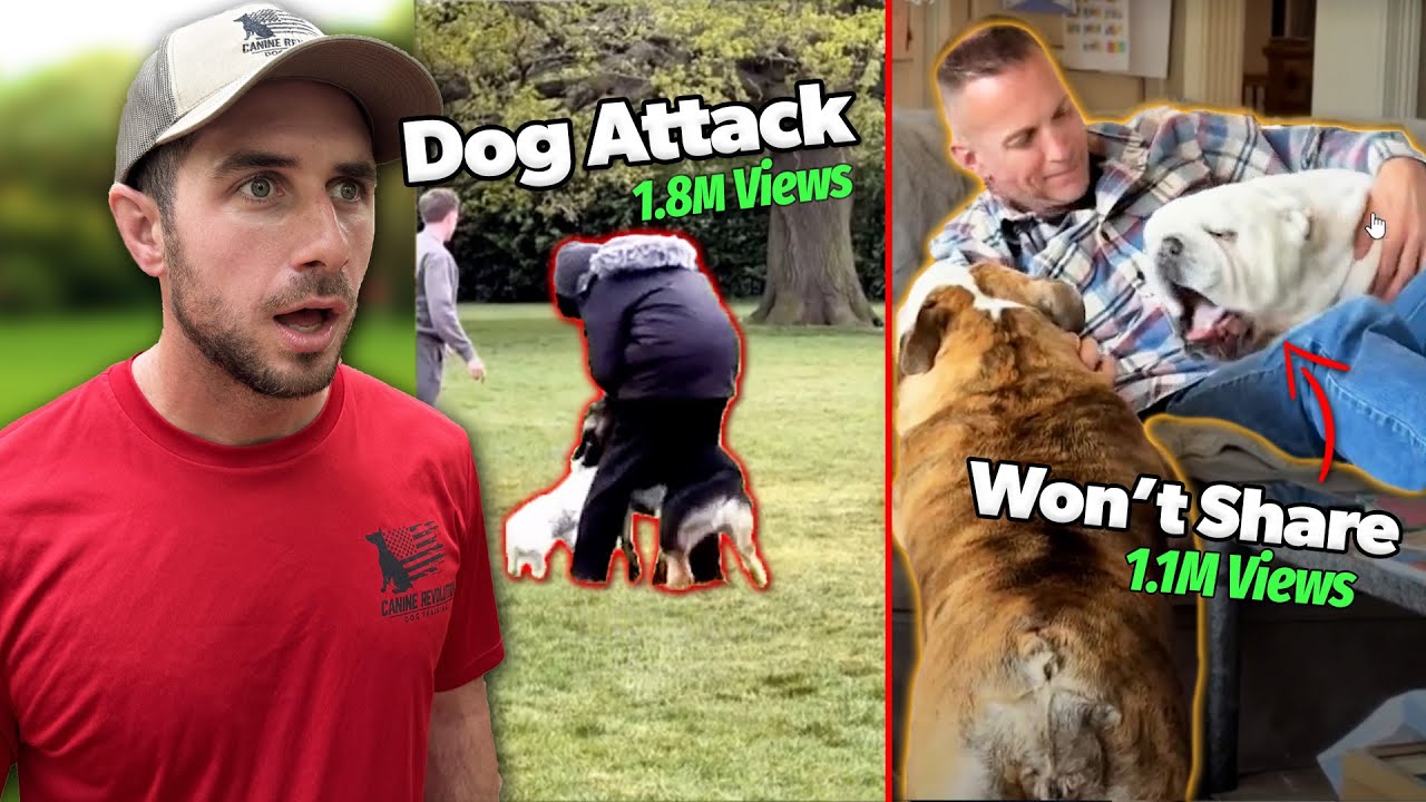 Reacting to the Most INSANE Dog Videos on TikTok
